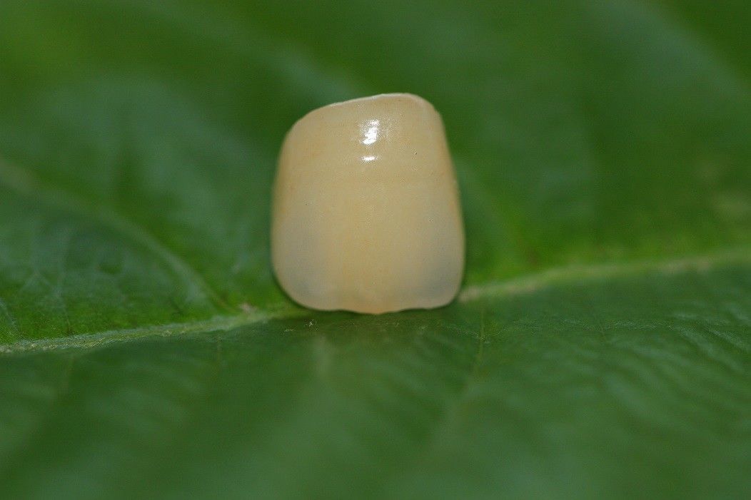 Couronne dentaire de conception zircone ISO13485 en céramique dentaire de laboratoire de la pleine pour les dents antérieures